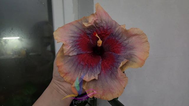 Гибискус- Серенада #Российскаяселекция #Гибискус #цветы #hibiscus #GeraGibis #герагибис смотреть онлайн