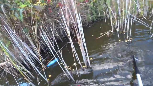 Рабалка На бутылки закидушки В лесных заливах