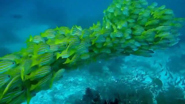 beautiful piano music for Study, Focus, Relax, Meditation, Zen,Healing, Yoga смотреть онлайн