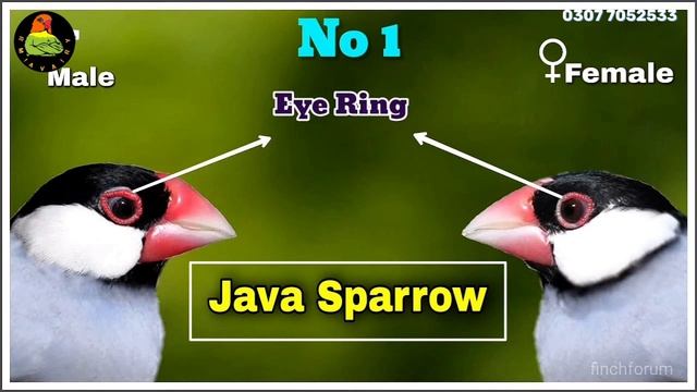 Java Finch Sparrow Complete information Urdu & Hindi | java Finch Colony & Cage Size or Breeding Ti смотреть онлайн