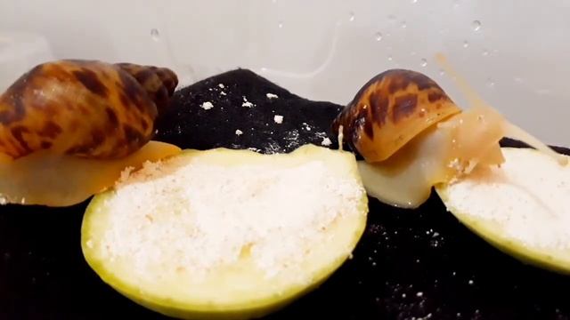 Новый вид? Новые улитята? Как у меня появились эти улитки? смотреть онлайн