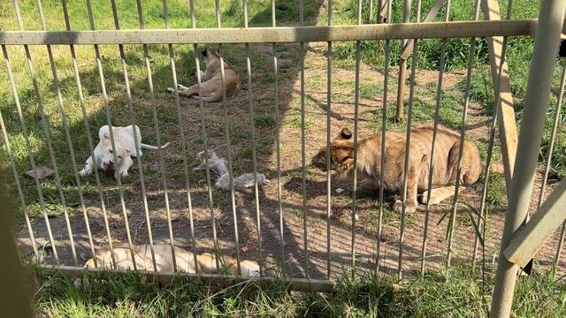 Львята / Парк Львов «ЗЕМЛЯ ПРАЙДА» смотреть онлайн