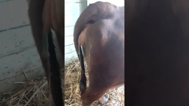 Предвестники скорого отёла у коровы. смотреть онлайн