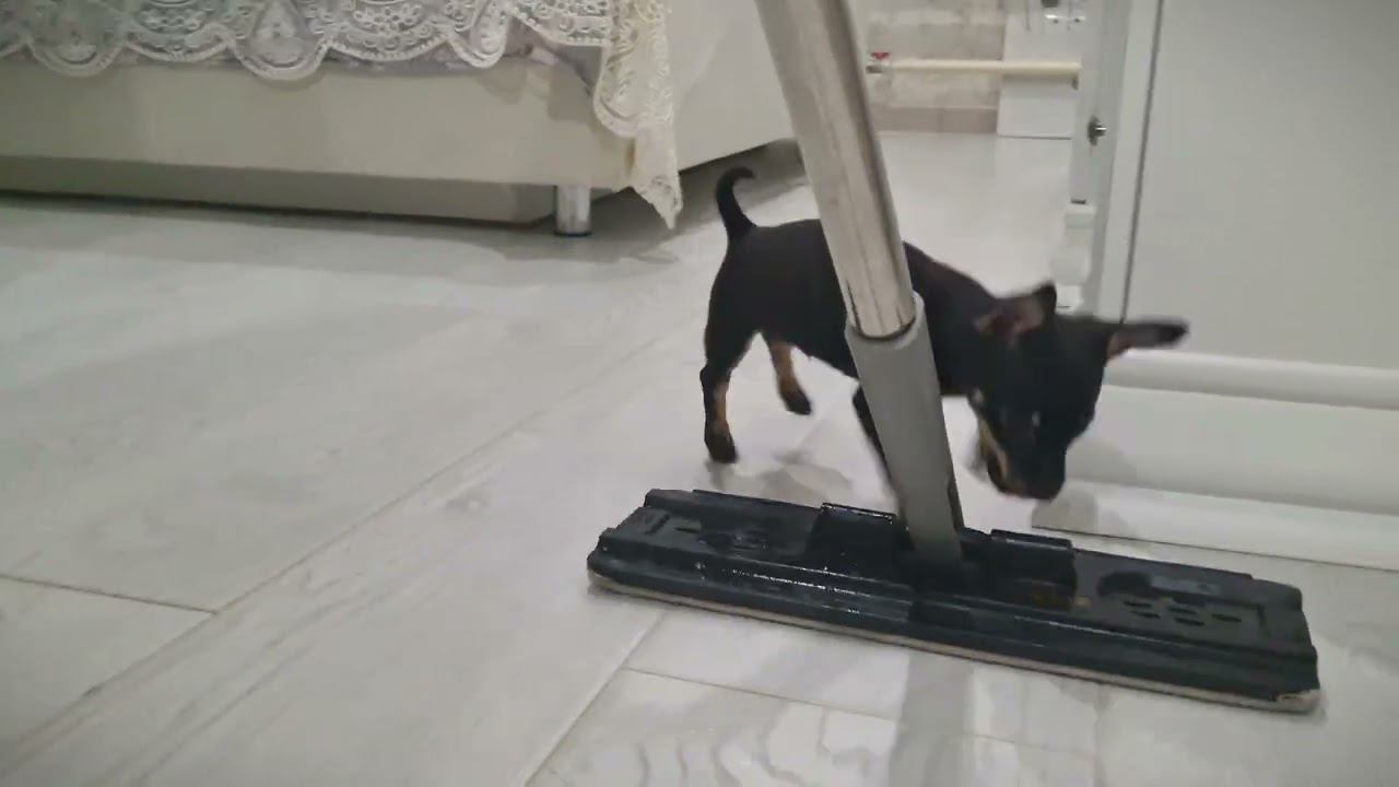 Маленький щенок той терьер Тимка//Little toy terrier puppy Timka смотреть онлайн