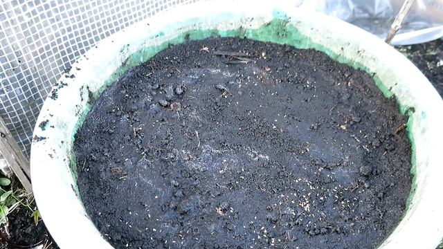 МОРКОВЬ В ТАЗУ / Выращивание моркови в контейнерах, ведрах и горшках / Огород в контейнерах смотреть онлайн