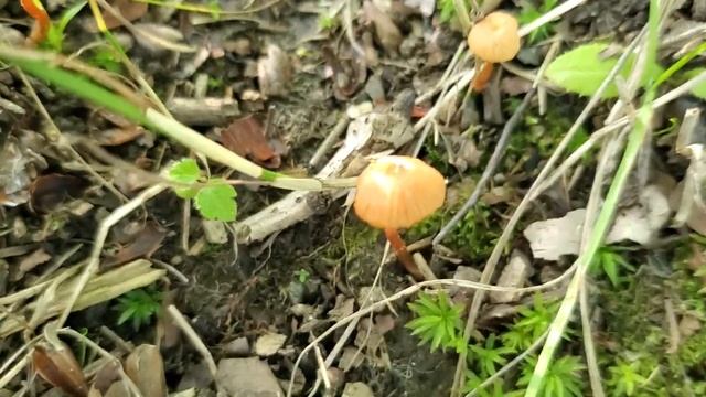 Вот такие ещё растут грибы у гаража. смотреть онлайн