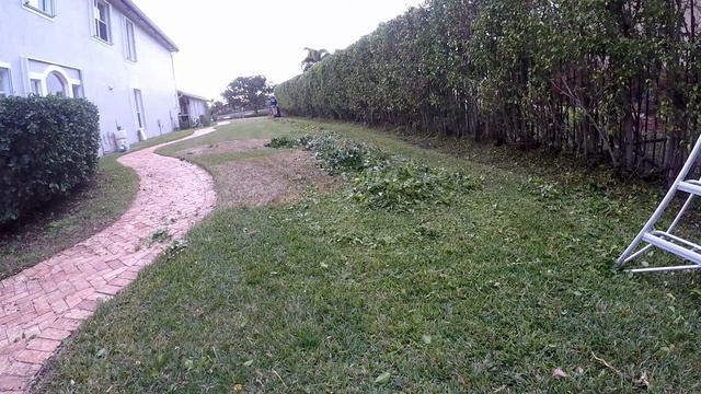 Trimming a massive ficus hedge (time lapse) смотреть онлайн