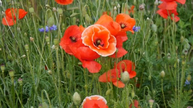 Маки. Тест Panasonic G6. Стоковый объектив 14-42. смотреть онлайн