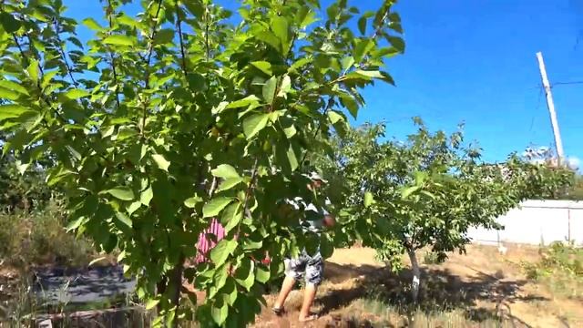 Влог Едем на дачу / Как отдохнули в Лазаревском 2020 смотреть онлайн