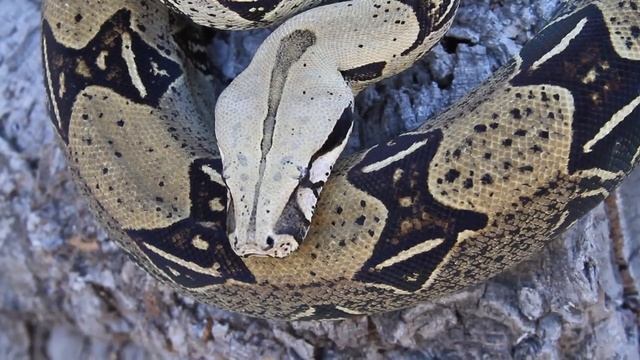Ultimate Boa Constrictor Faceoff: Argentine Boa vs. Peruvian Redtail Boa! смотреть онлайн