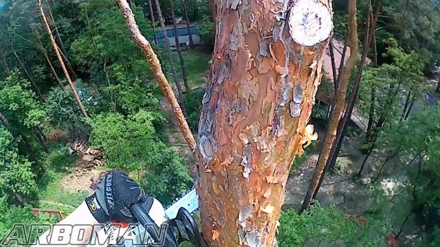 Срезание наклонившейся сосны с вывернутыми корнями Baseball case backing tracks смотреть онлайн