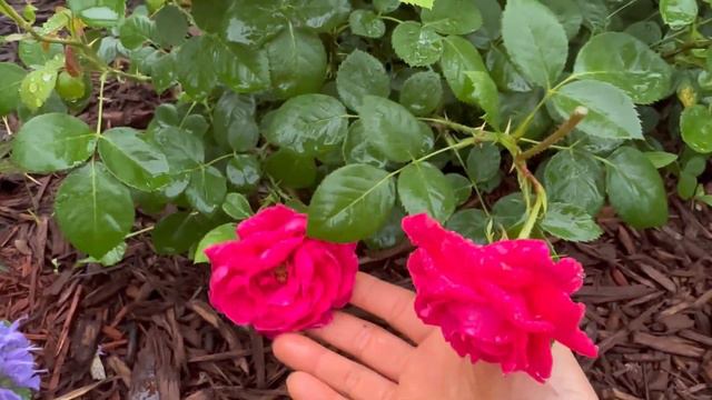 Enjoy Summer Rain in My Garden, zone 4 смотреть онлайн