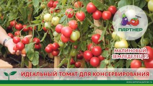 ИДЕАЛЬНЫЙ ТОМАТ ДЛЯ КОНСЕРВИРОВАНИЯ – МАЛИНОВЫЙ ЗЕМЛЕДЕЛЕЦ F1