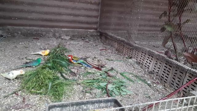 Зеленое просо для попугаев. смотреть онлайн