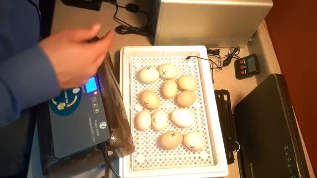 Incubating Chicken Eggs Bought From EBAY!! (My First Attempt at Incubating Eggs) смотреть онлайн