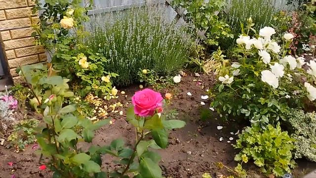 У дочери в саду. Сад после долгой разлуки. Две недели и цветы в порядке. смотреть онлайн