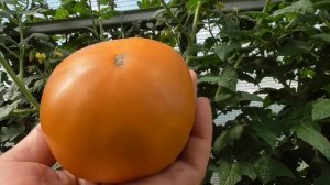 Томатный Гном Улуру охра - прекрасный сорт, но для получения раннего урожая он не подходит.