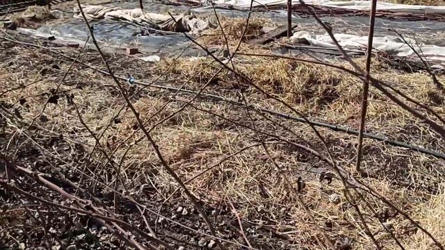 Как перезимовали наши ягодники! г.Омск,10.04.2022 смотреть онлайн