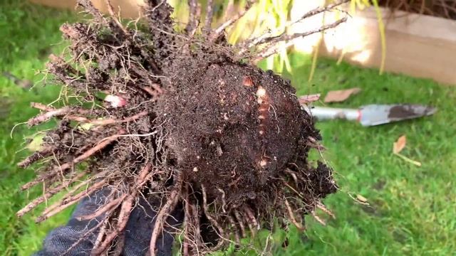Over-Wintering CALADIUMS - COLOCASIA - MUSA BASJOO & MORE ?? смотреть онлайн