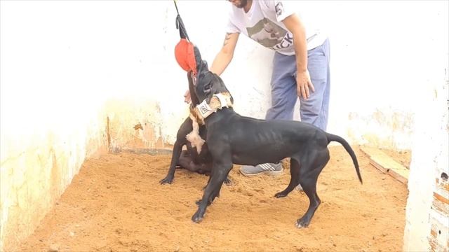 CH CHAVIS' JOCKO (4XW) POR - Dog Fight - HISTORY #pitbull #gamedogs