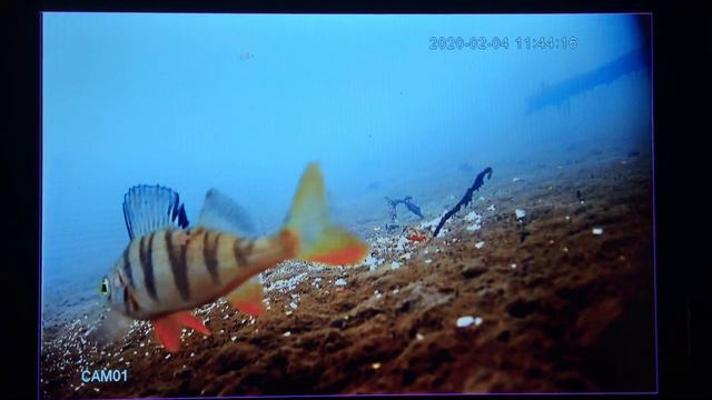 Реакция окуня на падение мотыля,в мутной воде(с дефог) 1080р. 04.02.20 смотреть онлайн