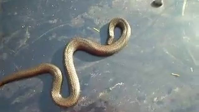 Гадюка без головы но живая... смотреть онлайн