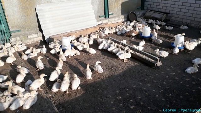 ?? Лечение Канибализма у мулардов смотреть онлайн