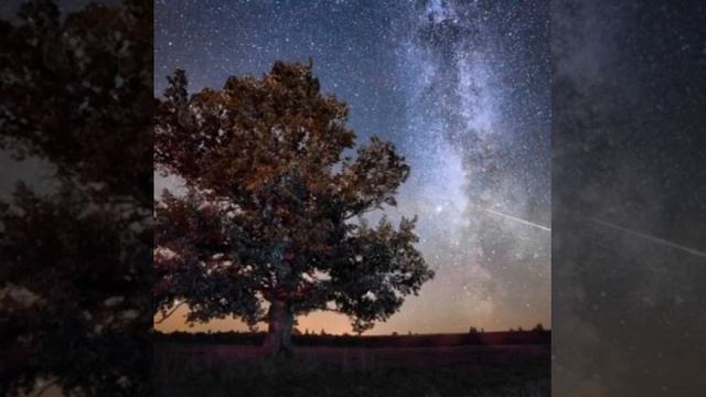 Дубы великаны. Взрослая песня для взрослой аудитории. смотреть онлайн