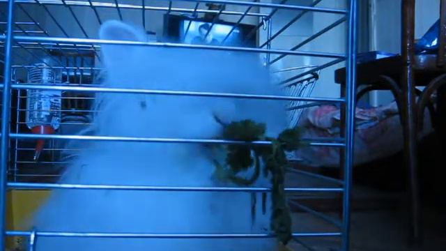 Топочуха и ЕДА