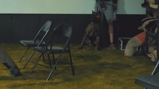 Presa Canario Protection Assessment смотреть онлайн