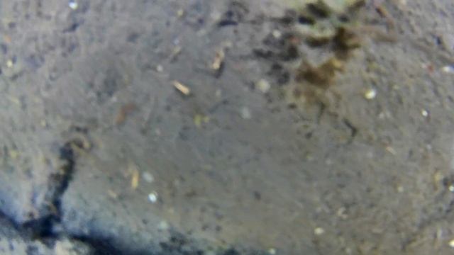 ☺Аквариумные рыбы в естественной среде круглый год смотреть онлайн