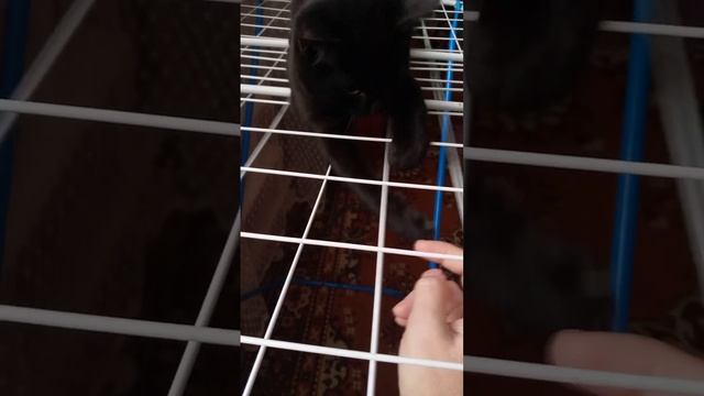 Рельсы, рельсы шпалы шпалы. смотреть онлайн