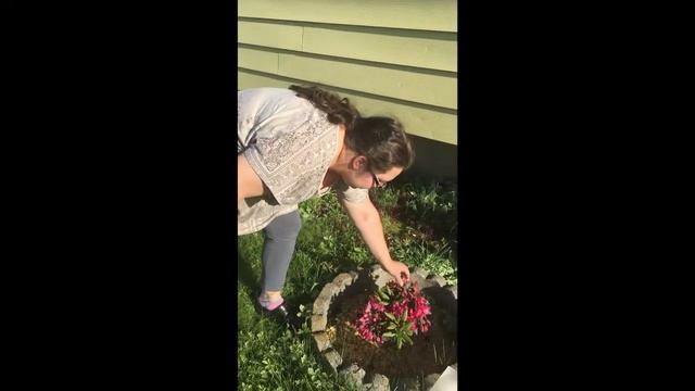 Rhododendron Deadheading смотреть онлайн