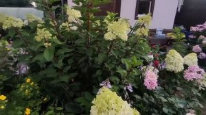 "Секреты" выращивания метельчатых гортензий ‼ЭТО ПРОСТО ЛЮБОВЬ ??????