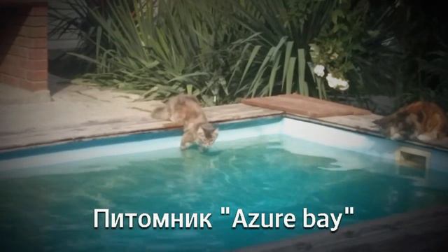 Кот-полоскун смотреть онлайн