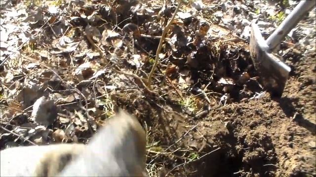 Самоизоляция в лесу с металлоискателем!! #сидимдома смотреть онлайн