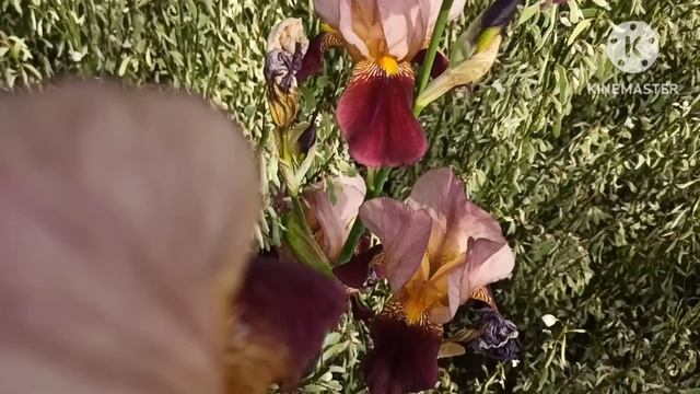 Марина Иванова.Юля раздражается,Маша знает слова и учит артиста,артист скупает тряпки смотреть онлайн