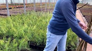 Прививка ивы на штамб за 2 минуты