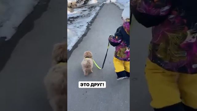 #собака #мальтипу #животные смотреть онлайн