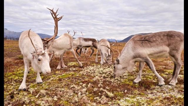 Происхождение и использование лишайников