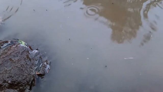 VID 1655327919935 Фиолетовый запад гнетёт...(А. Блок)...Павел Васильев Лахтинский смотреть онлайн