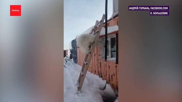 На севере края вахтовики спасли белого медвежонка