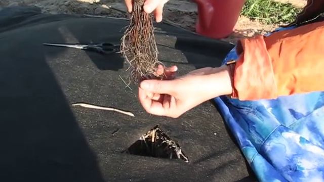 Как быстро посадить землянику фриго на черный агроспан. смотреть онлайн