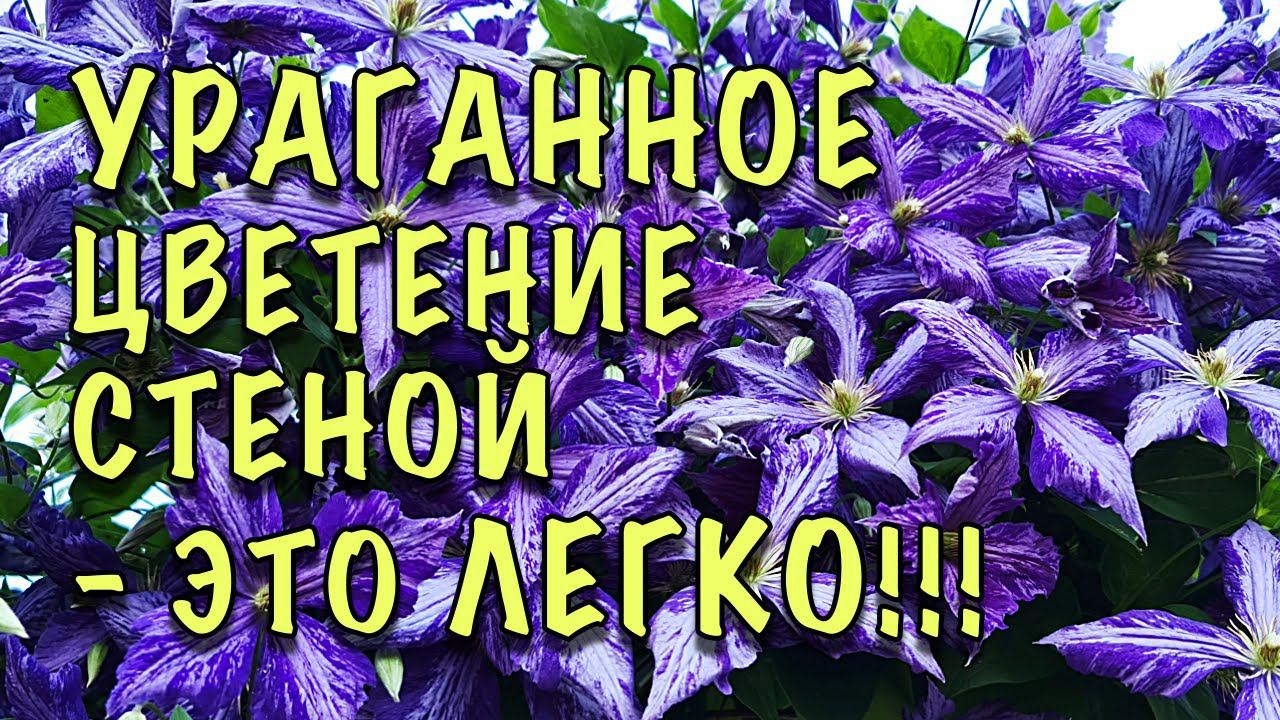 МОИ КЛЕМАТИСЫ ЦВЕТУТ ОГРОМНОЙ СТЕНОЙ! Хотите ТАК ЖЕ? Повторяйте ЗА МНОЙ! Это ОЧЕНЬ ПРОСТО! смотреть онлайн