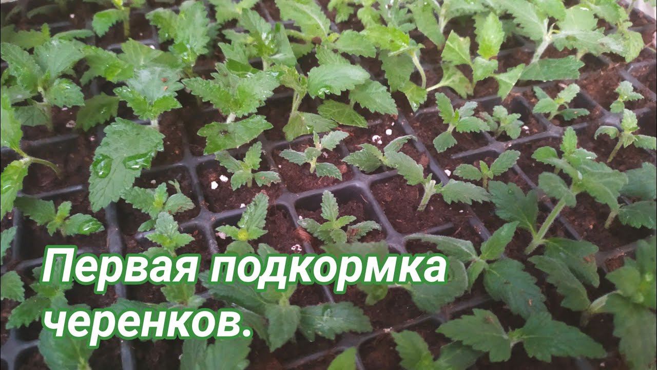 Первые работы с молодыми черенками. смотреть онлайн