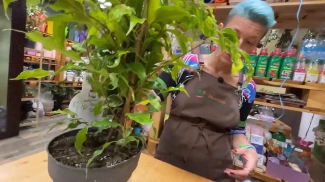 Фикус Голден Моник - обзор сорта фикуса бенджамина | Шикарный фикус с золотистыми листьями