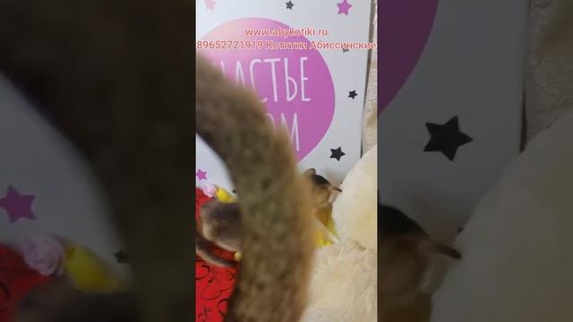 Абиссинские котята. Питомник Абиссинских кошек. Продажа абиссинских котят Котята дикого окраса смотреть онлайн