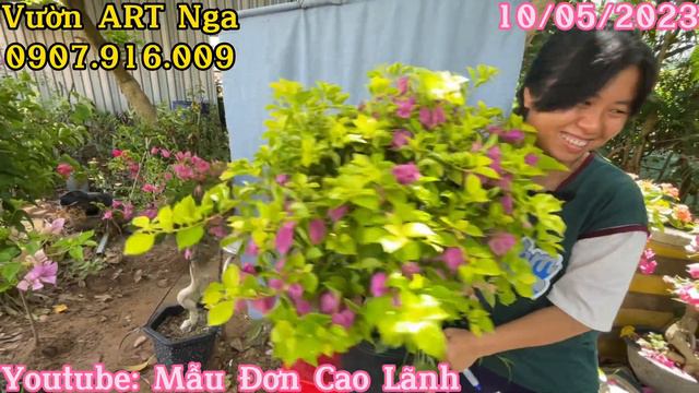 Báo Giá Hoa Giấy Maharani Sufia Sakura Belacan Pedro Dưa Hấu Tím Pháp Hoa Đẹp Rẻ Giá Bao Ship смотреть онлайн