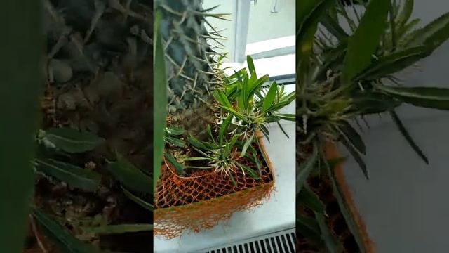 Пахиподиум смотреть онлайн