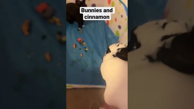 Cat and a bunny смотреть онлайн